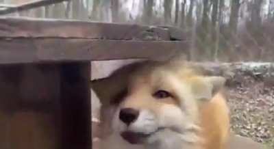 The boop