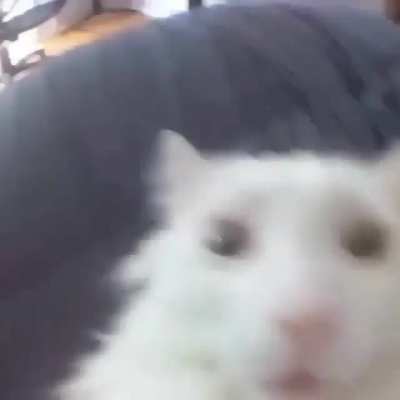 The cat knows what it knows