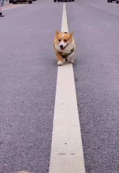 Is he OCD? He only walks in a straight white line !