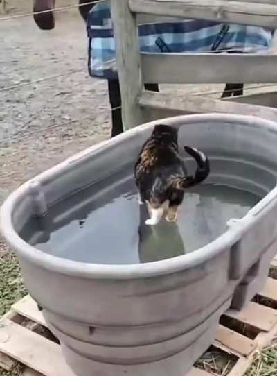 Cat walks on water
