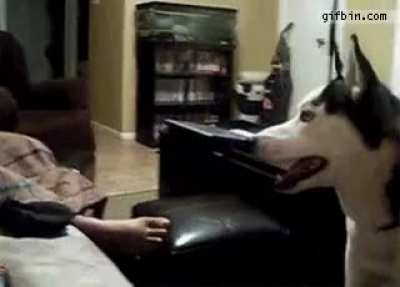 Dog is afraid of Julia Robert's.
