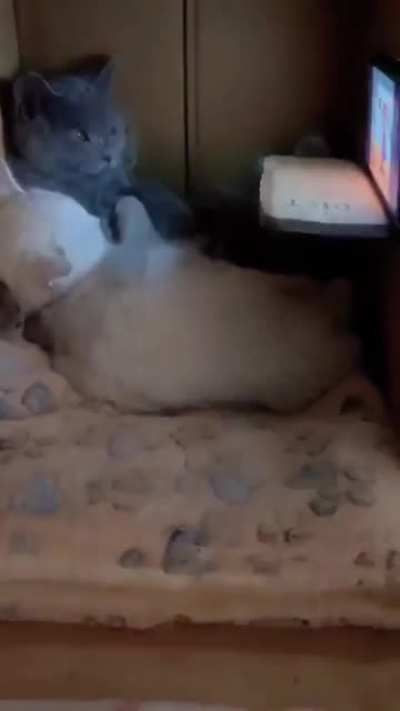 Catflix