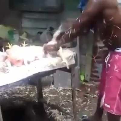 The fastest chicken picker in the west