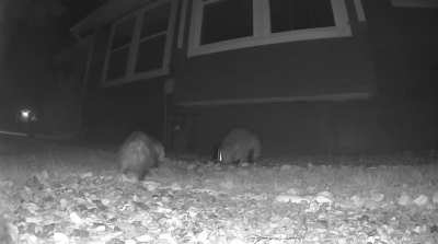 Even a cranky possum can’t interrupt his dinner!!