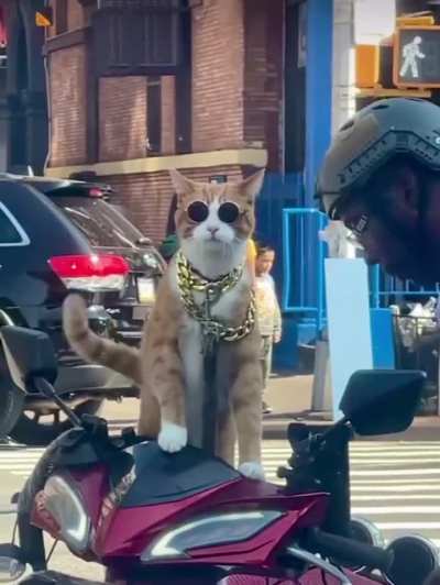 Neighbourhood pimp flexing