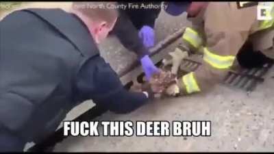 🦌👋😎