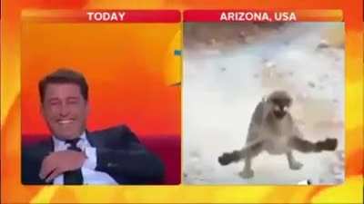funny cats