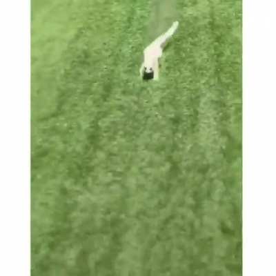 Fofo