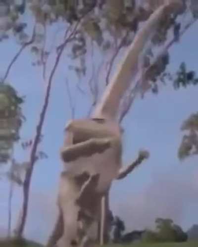 Dinosaurs