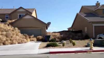 Thousands of tumbleweeds get stuck in a small town