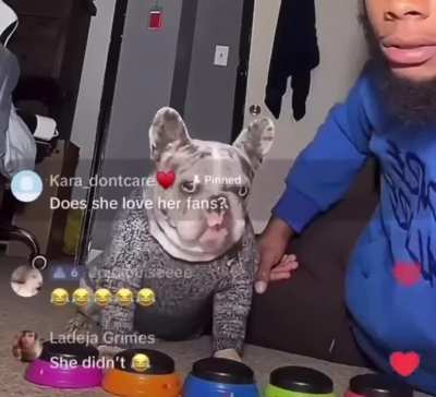 wordington dog