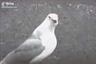 Cursed_bird