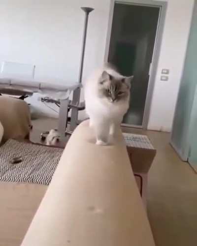 Знает себе цену котейка