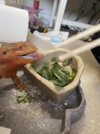 Lick lick lick lick lick