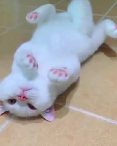Лапки