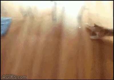 Cat bowling