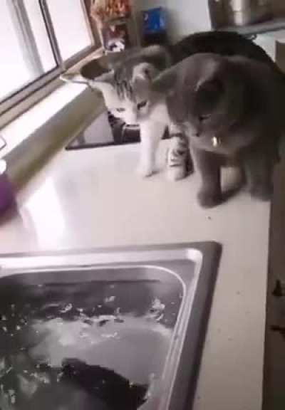 This situation is a little fishy