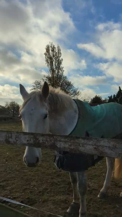 Do I make these horses nervous?
