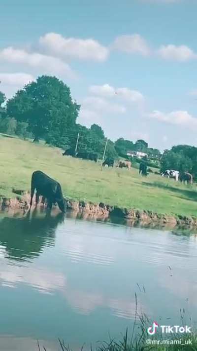 I just love Mr Miama, American guy living his best life in England