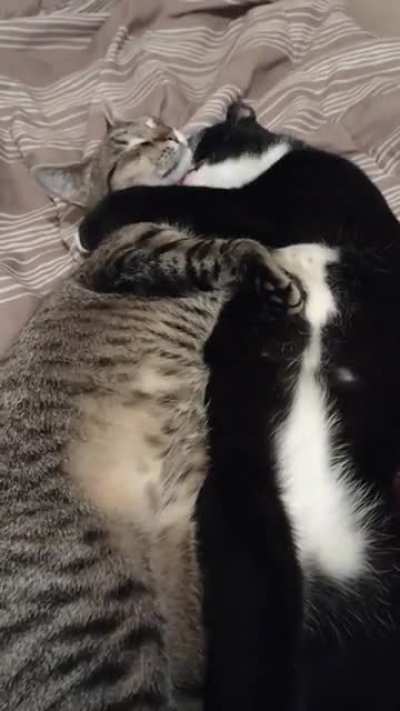 I caught my SIC Oscar and his bro chilling on my bed, I thought I would share the moment with you guys.
