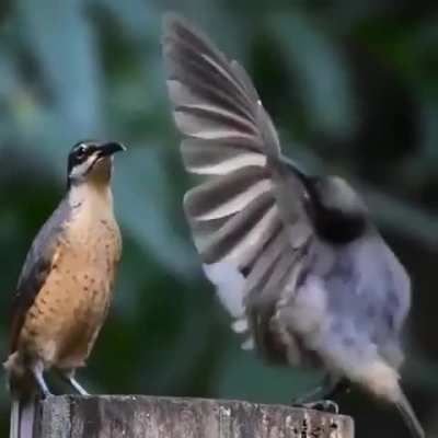 Bird's mate dance ends up not being successful- (saw this on the internet today)