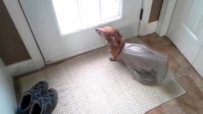 Lexi managed to get herself stuck in a bag and it resulted in the loudest of tail wags
