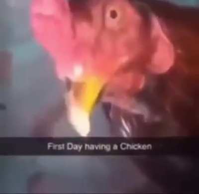 the chicken just letting it happen