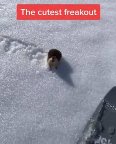 Cutest freakout ever