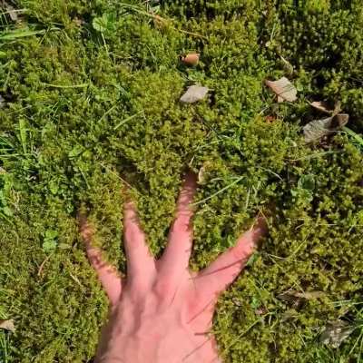 Moss is winning the battle for the lawn and I've no problem with it