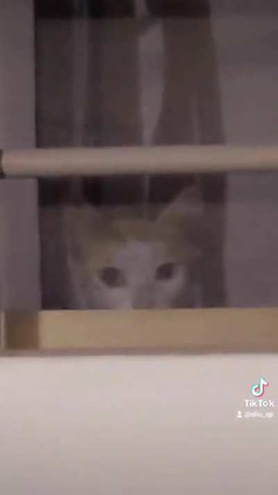 This cat visits me every night I'm busy working at my desk.