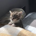 Being a kitten is pretty exhausting..