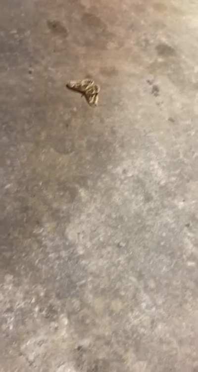 I’m a little afraid of bugs. Part 2.