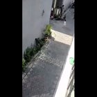 Bike riding monkey tries to kidnap a baby