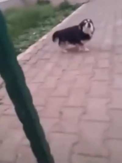 dog