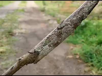 The camouflage..... Nature never fails to surprise me.....