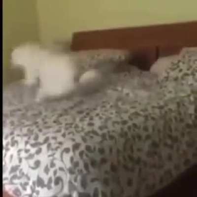 Look at this trick!
