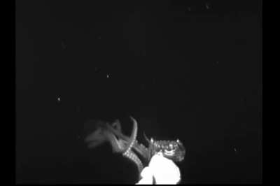 Giant squid lured in by a device simulating bioluminescent prey