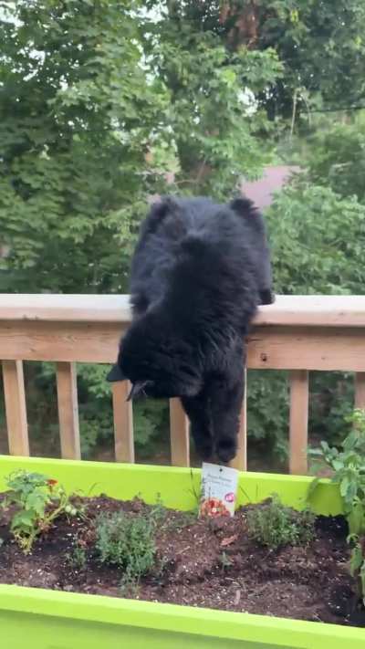 Turtle the dangler