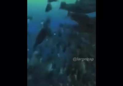 Swimming monke
