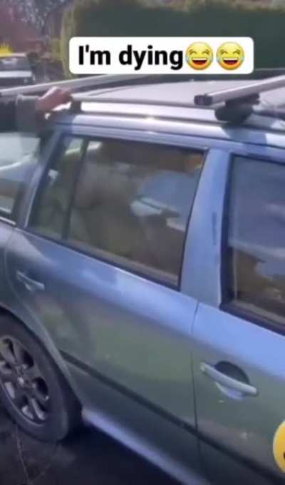 Old Volkswagen have their perks