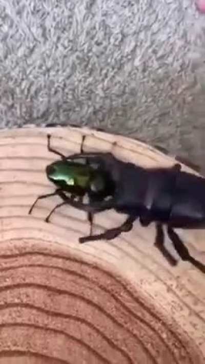 Insect sumo