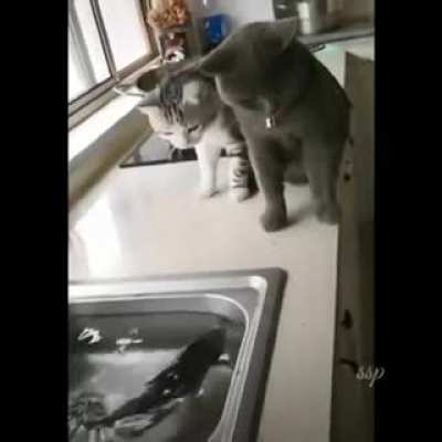 Touch the Cato