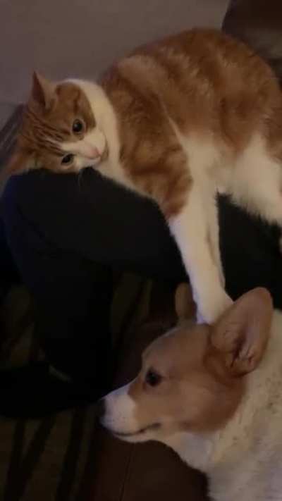The gentlest of cat slaps/love taps