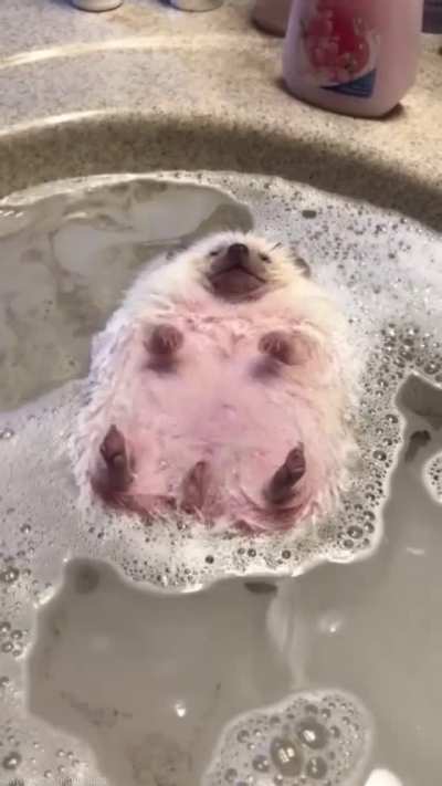 Splish Splash chillin in the bath