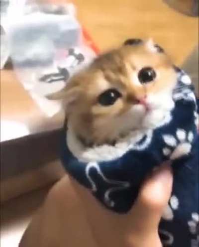Want this adorable 