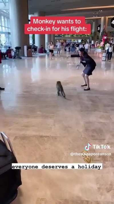 Monkey also want to go travel 