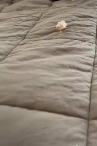 HIS LITTLE LEGS