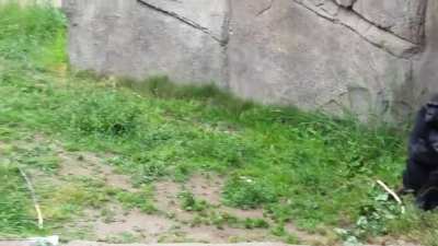 A Crazy Gorilla!!!