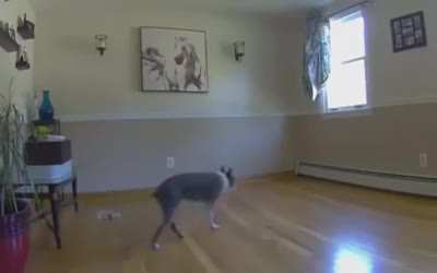 When your dog is blind and you move the couch