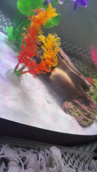 Loving my tank! Would you recommend getting a hammock?